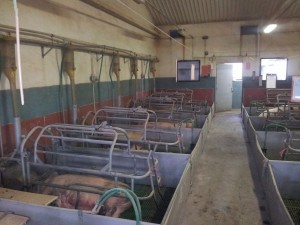 Pig livestock